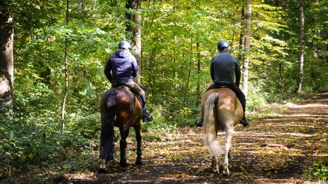 A Cheval En Foret De Retz © Tho Ge Pixabay